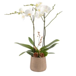 Creation Truffaut - Composition Phalaenopsis ramifié- 2 tiges - Pot D 18cm - H 75cm Hot