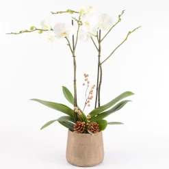 Creation Truffaut - Composition Phalaenopsis ramifié- 2 tiges - Pot D 18cm - H 75cm Hot