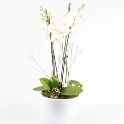 Creation Truffaut Orchidées | - Composition cérémonie avec Phalaenopsis 4 tiges - Pot D 27cm - H 70cm