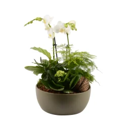 Creation Truffaut Terrariums Et Compositions | - Compostion Phalaenopsis et 4 plantes vertes : pot D.23cm
