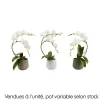 Creation Truffaut Orchidées | - Orchidée, Phalaenopsis : pot 'floris' D.14cm