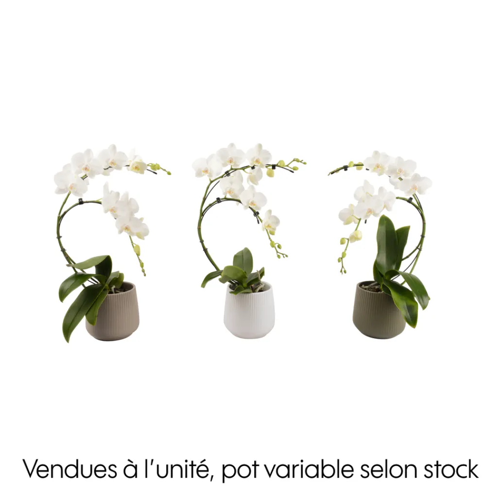 Creation Truffaut Orchidées | - Orchidée, Phalaenopsis : pot 'floris' D.14cm