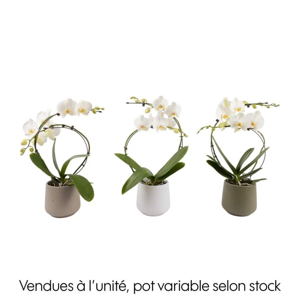 Creation Truffaut Orchidées | - Orchidée, Phalaenopsis : pot 'floris' D.14cm
