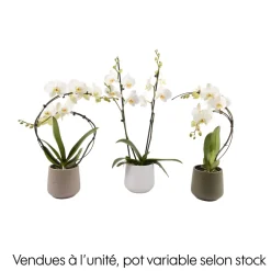 Creation Truffaut Orchidées | - Orchidée, Phalaenopsis : pot 'floris' D.14cm