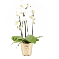 Creation Truffaut Orchidées | - Phalaenopsis cascade- 2 tiges - Pot D 13cm - H 65cm