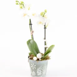 Creation Truffaut Orchidées | - Phalaenopsis Kolibri - 2 Tiges - Pot D 11cm- Hauteur 40cm