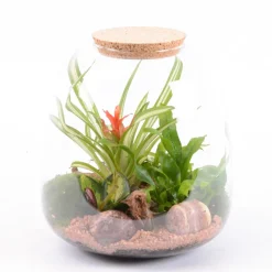 Creation Truffaut Terrariums Et Compositions | - Terrarium - 3 plantes - D 23