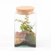 Creation Truffaut - Terrarium Carré - 2 plantes - D 11cm Outlet