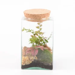 Creation Truffaut - Terrarium Carré - 2 plantes - D 11cm Outlet