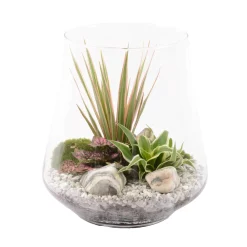 Creation Truffaut - Terrarium de 4 plantes - D.25cm/H.27cm Clearance