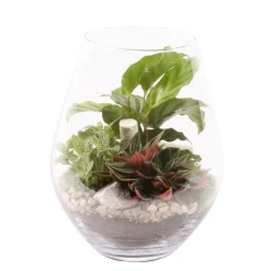 Creation Truffaut - Terrarium de 3 plantes - D.21cm/H.26cm Outlet