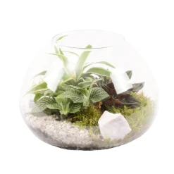 Creation Truffaut Terrariums Et Compositions | - Terrarium de 3 plantes - D.20cm/H.15cm