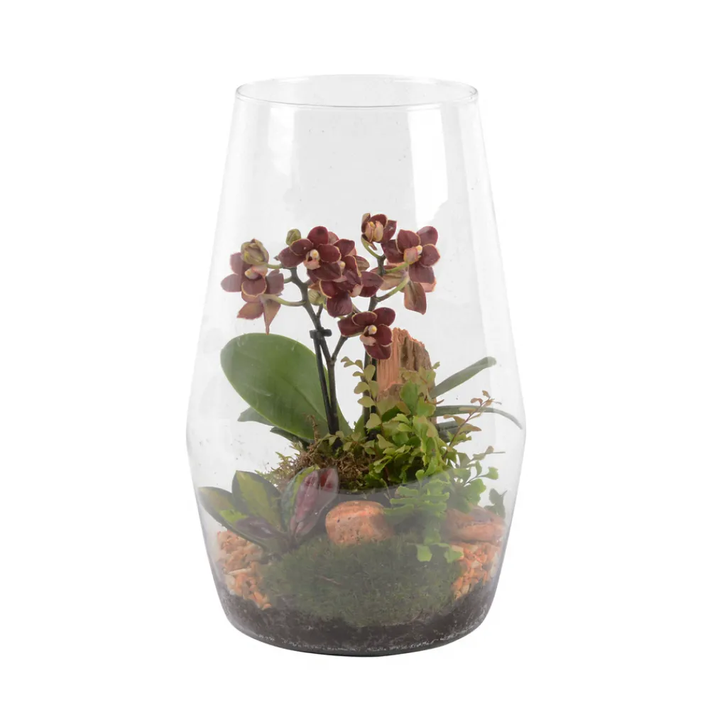 Creation Truffaut - Terrarium orchidée Phalaenopsis avec 3 plantes - D.20cm/H32cm Hot