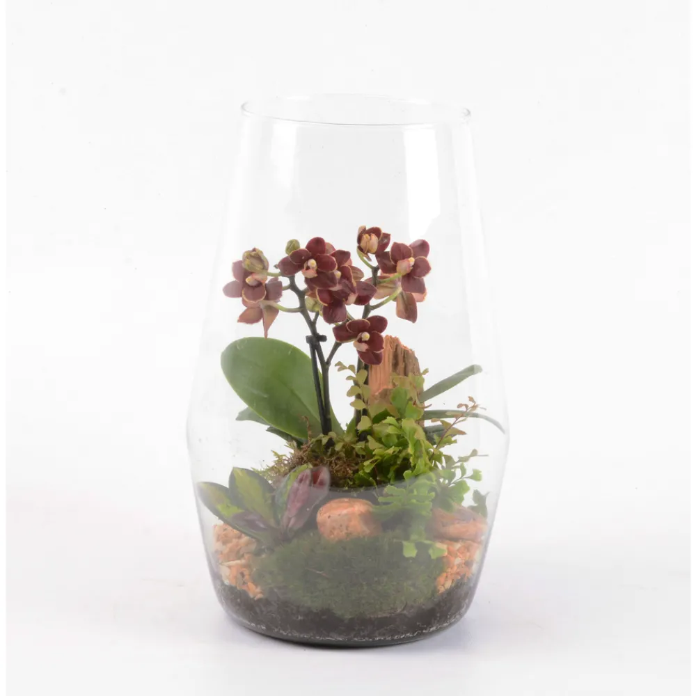 Creation Truffaut - Terrarium orchidée Phalaenopsis avec 3 plantes - D.20cm/H32cm Hot
