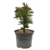 NA Conifères | Cryptomeria japonica 'Bandaï-Suji': pot 3L