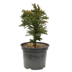 NA Conifères | Cryptomeria japonica 'Bandaï-Suji': pot 3L