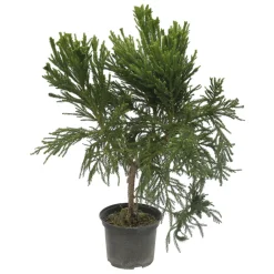 NA Cryptomeria japonica 'Cristata' H 40/60 cm - pot 3L Hot