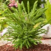 NA Conifères | Cryptomeria japonica 'Dinger' - Pot 3L