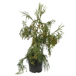NA Cryptomeria japonica 'Rasen-sugi' Pot 7,50 L