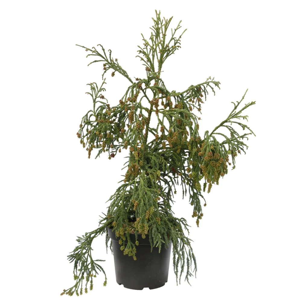 NA Cryptomeria japonica 'Rasen-sugi' Pot 7,50 L