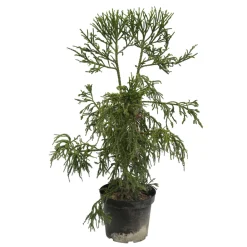NA Cryptomeria japonica 'Rasen-sugi' Pot 7,50 L