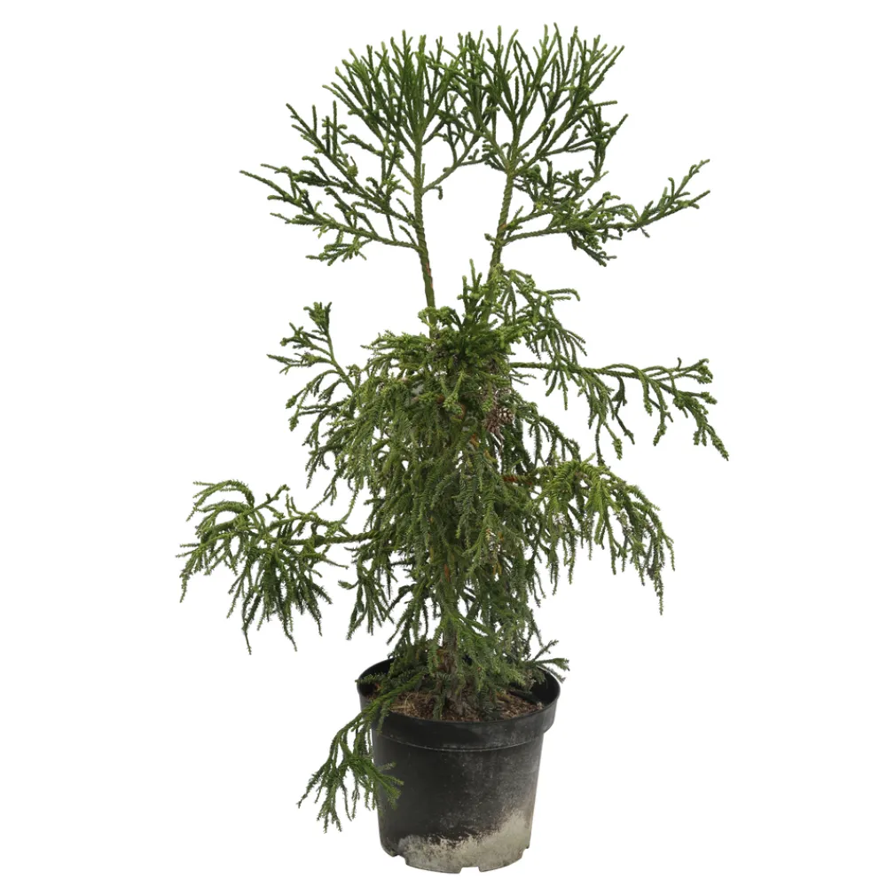 NA Cryptomeria japonica 'Rasen-sugi' Pot 7,50 L