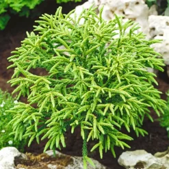 NA Conifères | Cryptomeria 'Little Champion' - Pot 3L
