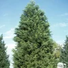 NA Conifères | Cupressocyparis leylandii ' Castelwellan Gold' : pompon pot 20L
