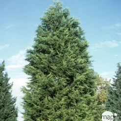 NA Conifères | Cupressocyparis leylandii ' Castelwellan Gold' : pompon pot 20L