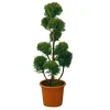NA Cupressocyparis Leylandii'Castlewellan Gold' Hot