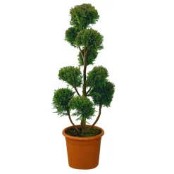 NA Cupressocyparis Leylandii'Castlewellan Gold' Hot