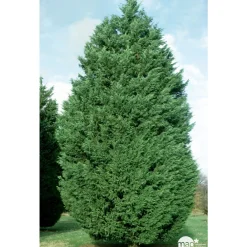 NA Conifères | Cupressocyparis Leylandii : H 80/100 cm, pot 4L