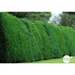 NA Conifères | Cupressocyparis Leylandii : H 80/100 cm, pot 4L