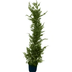 NA Cupressocyparis Leylandii : H. 200/250 cm, pot 25L
