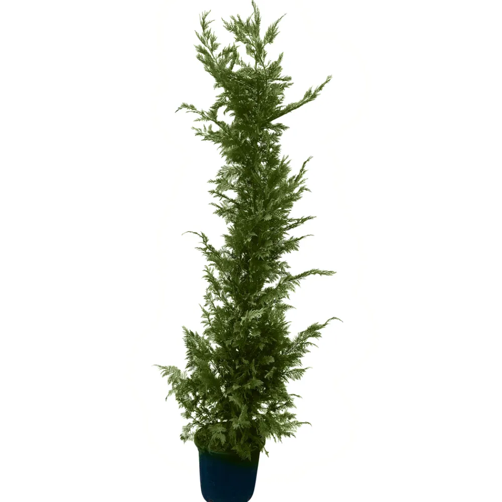 NA Cupressocyparis Leylandii : H. 200/250 cm, pot 25L