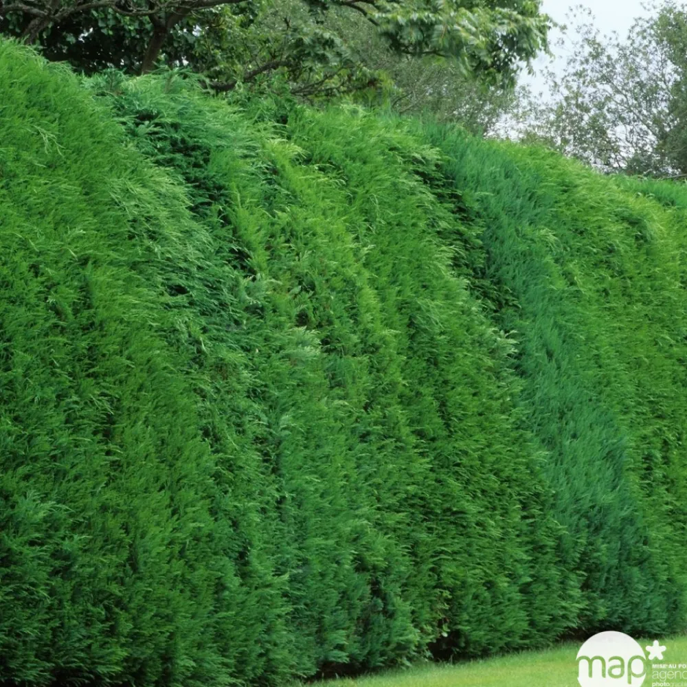 NA Cupressocyparis Leylandii : H. 200/250 cm, pot 25L