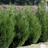 NA Conifères | Cupressocyparis Leylandii 2001 : H. 175/200 cm, pot 18L