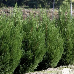 NA Conifères | Cupressocyparis Leylandii 2001 : H. 175/200 cm, pot 18L