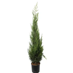 NA Conifères | Cupressocyparis Leylandii 2001 : H. 175/200 cm, pot 18L