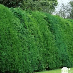 NA Cupressocyparis leylandii '2001' - pot 3L Sale