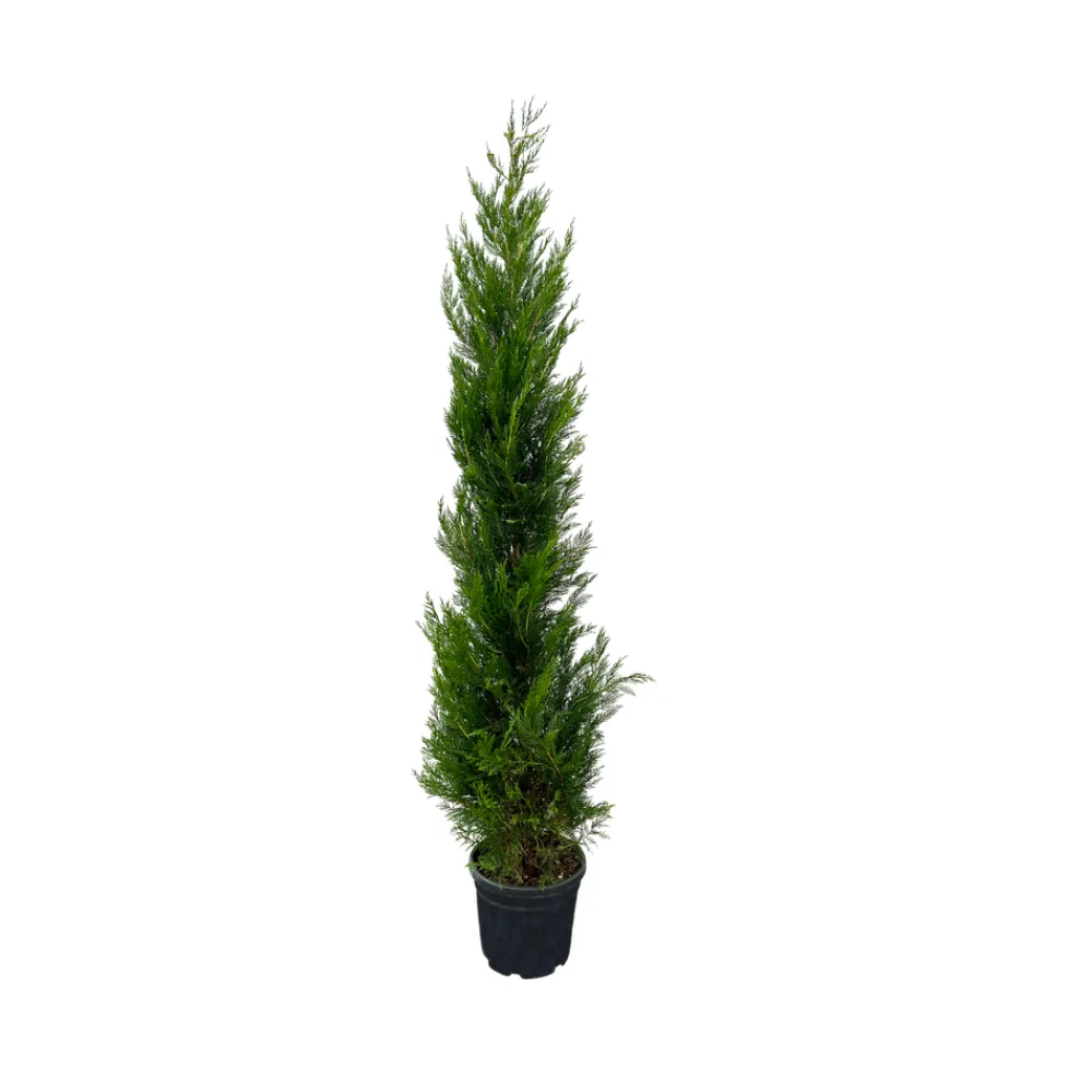 NA Cupressocyparis leylandii '2001' pot 30L Hot