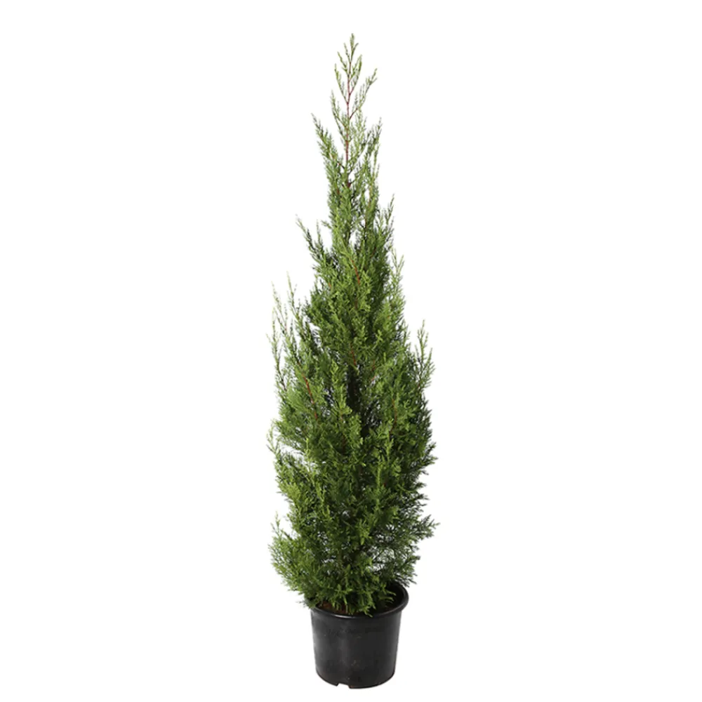 NA Cupressocyparis leylandii '2001' pot 15L Hot