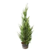 NA Conifères | Cupressocyparis leylandii '2001' pot 7L