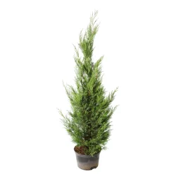 NA Conifères | Cupressocyparis leylandii '2001' pot 7L