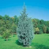 NA Cupressus Arizonica Fastigiata : H. 150/175cm, pot 15L New