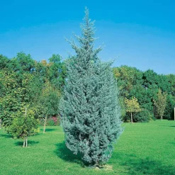 NA Cupressus Arizonica Fastigiata : H. 150/175cm, pot 15L New