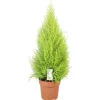 NA Cupressus 'Goldcrest Wilma' - Pot D 33cm Online