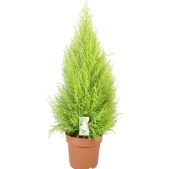 NA Cupressus 'Goldcrest Wilma' - Pot D 33cm Online