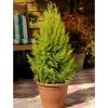 NA Conifères | Cupressus 'Goldcrest Wilma' pot 7,5L