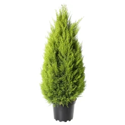 NA Conifères | Cupressus 'Goldcrest Wilma' pot 7,5L